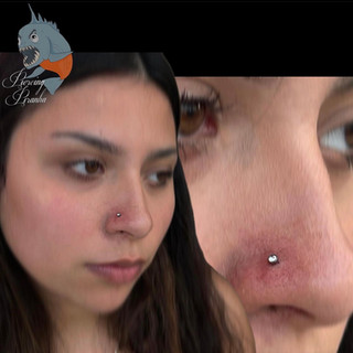 Piercing, piercings, pierced, ear, septum, navel, hoop, conch, earlobe, nostril, double piercing, eyebrow, flat, lip, tongue, piercing jewelry, titanium, fresh piercing, piercing Inso, piercing inspiration, piercing idea, new piercing, double piercing, cartilage piercing, piercer, female piercer, dermal piercing, quality jewelry, body modifications, body mods, body piercing, belly piercing, nose piercing, ear piercing, lobe piercing, face piercing, Oviedo piercing, piercing Oviedo, Florida piercing, Florida piercer, gold jewelry, silver jewelry, tattoos, Florida tattoos, tattoos and piercings, tragus piercing, rook piercing, daith piercing, conch piercing, helix piercing, forward helix