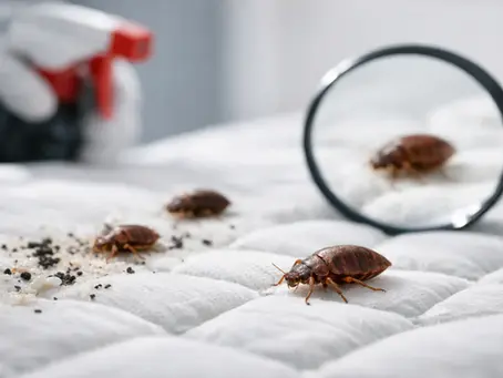 Top Signs of Insecticide-Resistant Bed Bugs