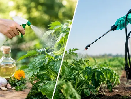 Chemical Free Treatment Versus Pesticides