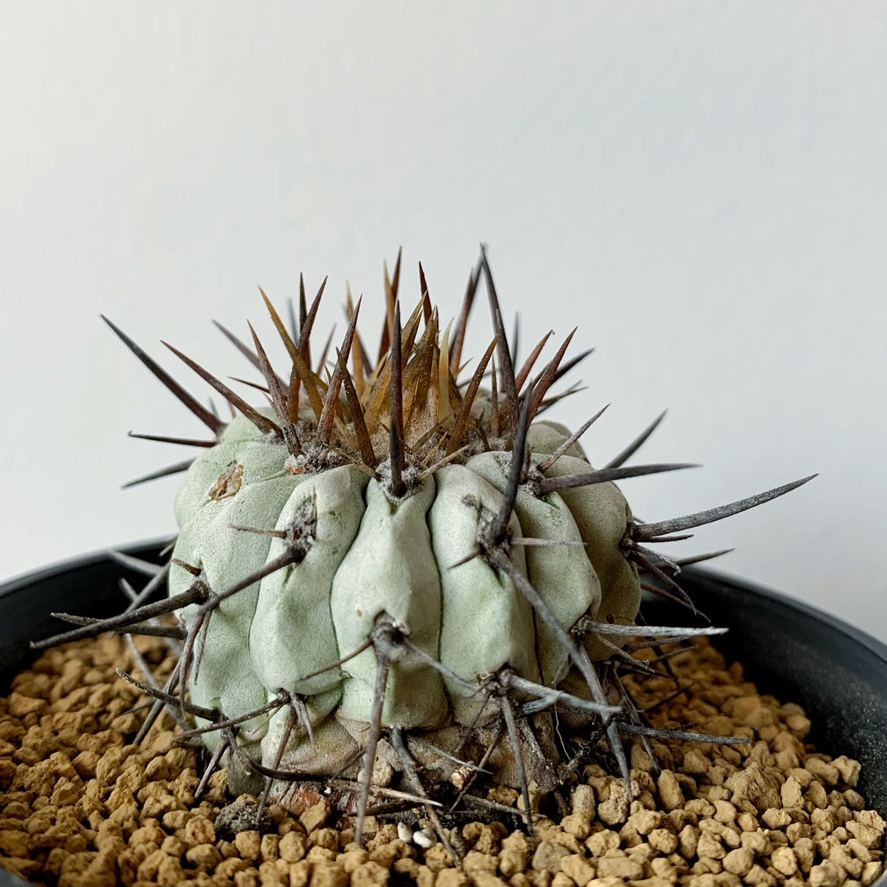 コピアポア シネレア コルムナアルバ（孤竜丸）カキ仔　＃03