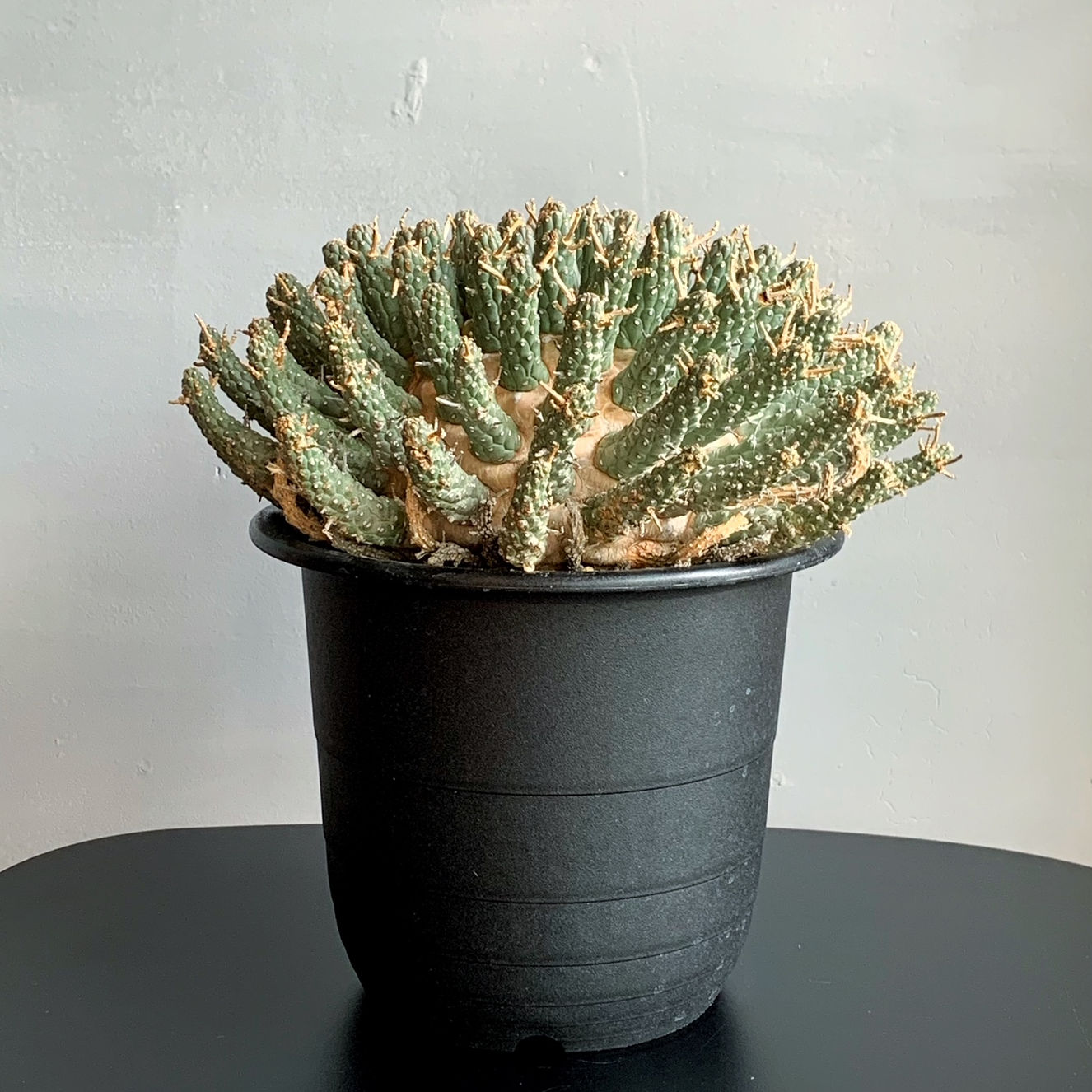 ユーフォルビア フスカ＃G01 | BIZARRE GREEN