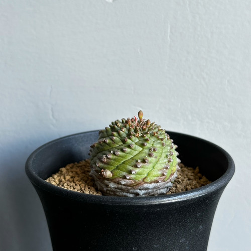 h*i様 シンメトリカ鉄甲　(オベサ鉄甲　詮索ワード) h*i様 シンメトリカ鉄甲 (オベサ鉄甲 詮索ワード) - メルカリ