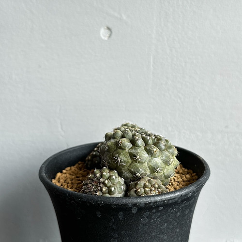 コピアポア ヒポガエア＃09 | BIZARRE GREEN