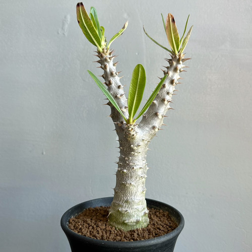 パキポディウム ドラケイ 美形 レア品種 パキポディウム ドラケイ