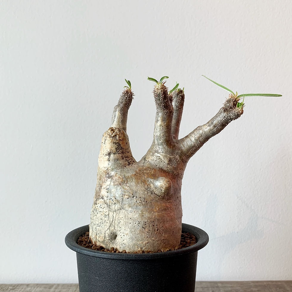 パキポディウム グラキリス #G51