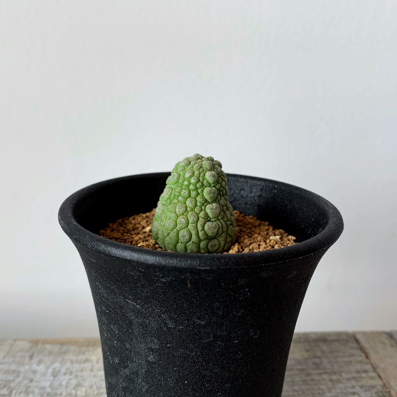 プセウドリトス ミギウルティヌス　＃01