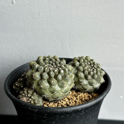 コピアポア ヒポガエア＃09 | BIZARRE GREEN