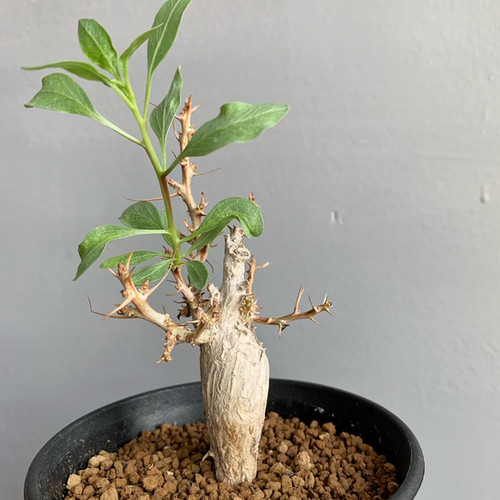 b*5様 メキシコソノラ砂漠原産フォークイエリアコルムナリス b*5様 メキシコソノラ砂漠原産フォークイエリアコルムナリス b*5