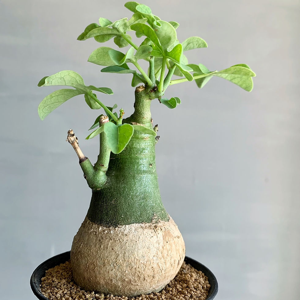 アデニア グラウカ#04