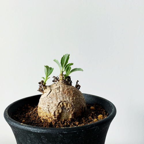 プテロディスクス スペシオーサス | BIZARRE GREEN