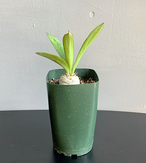 ユーフォルビア サピニー#04 | BIZARRE GREEN