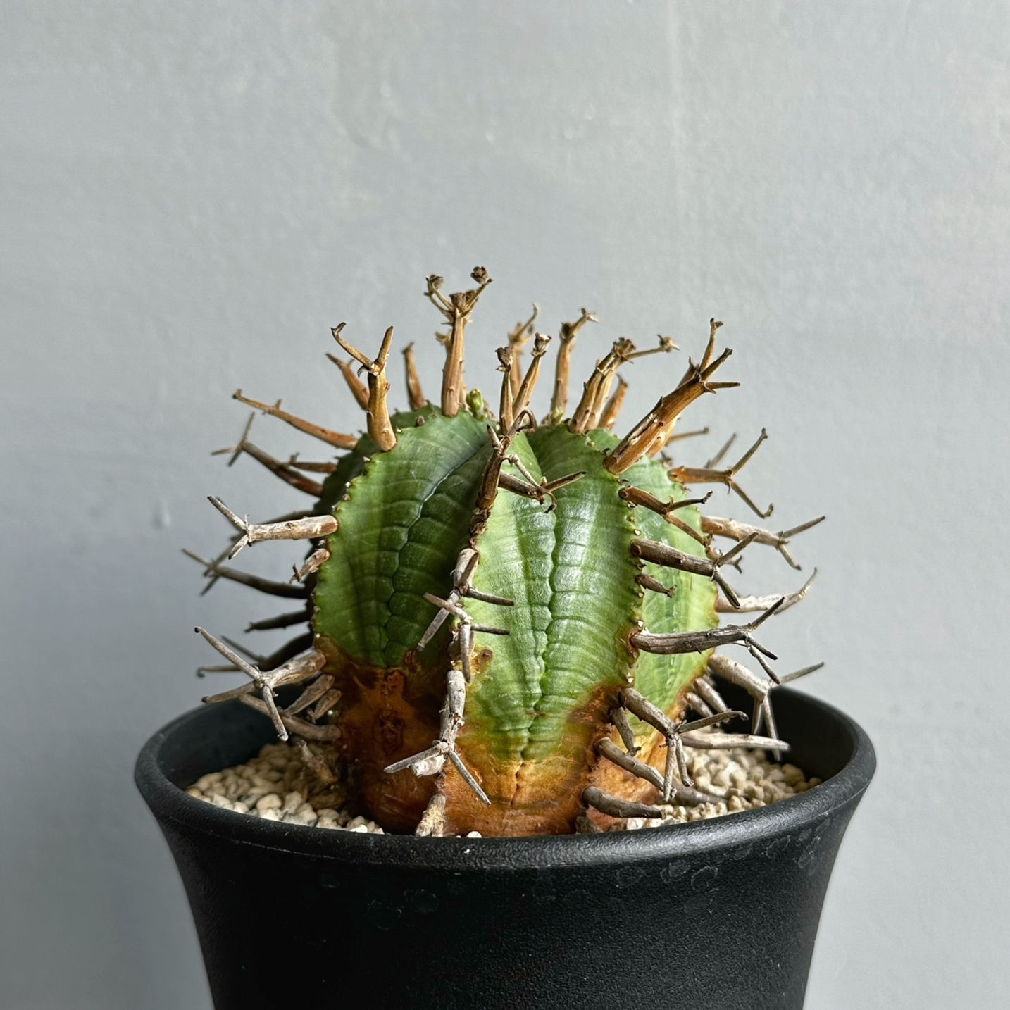 ユーフォルビア スーパー バリダ #05 | BIZARRE GREEN