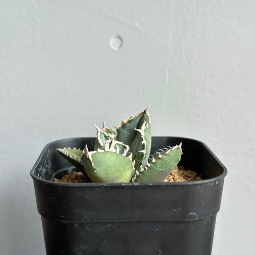 アガベ チタノタ 狼人 #01 | BIZARRE GREEN