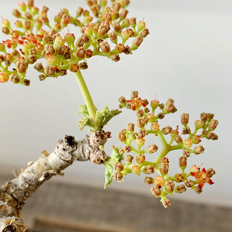 キフォステンマ ベティフォルメ ＃03（ソマリア産） | BIZARRE GREEN