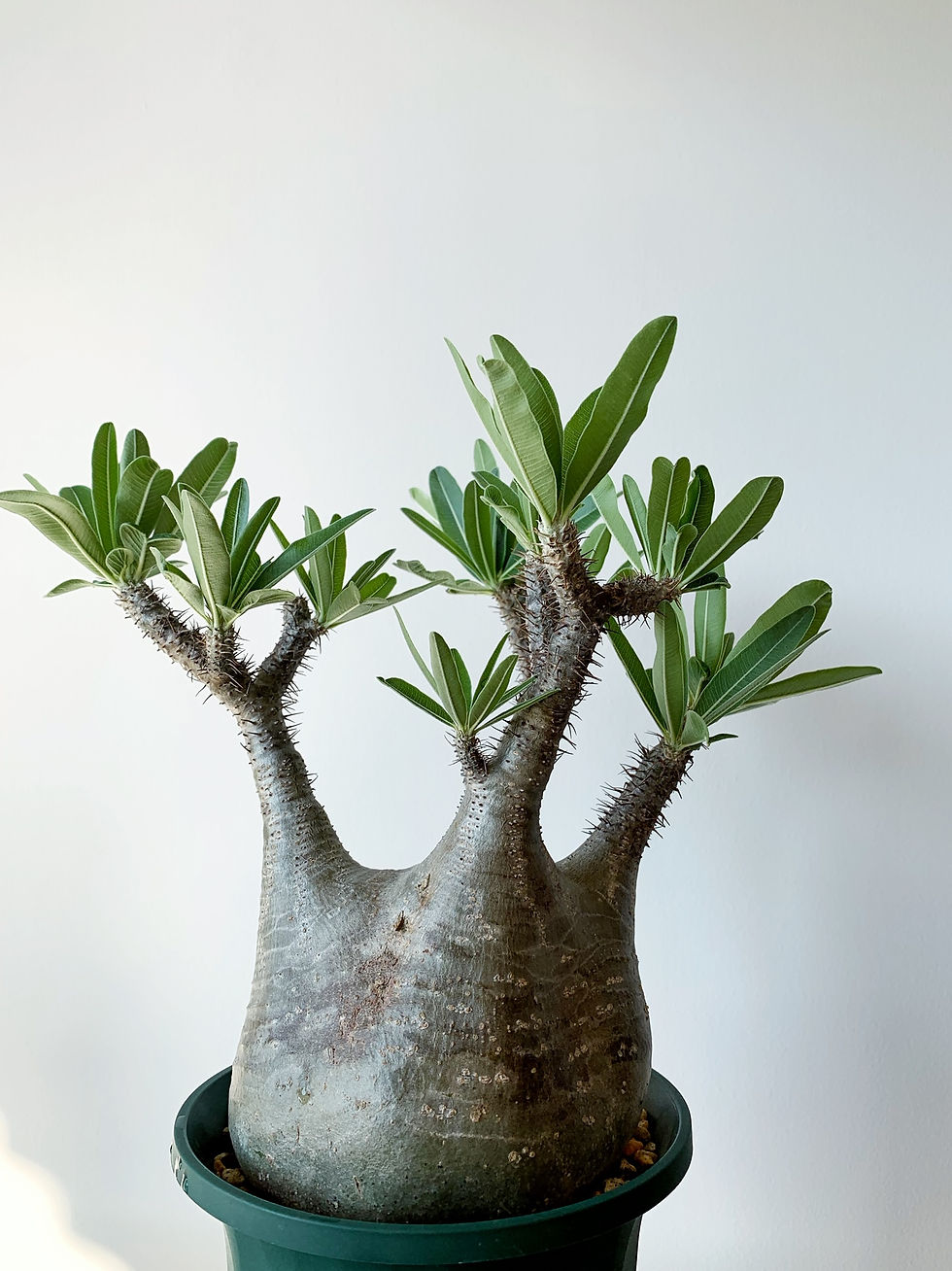 パキポディウム グラキリス