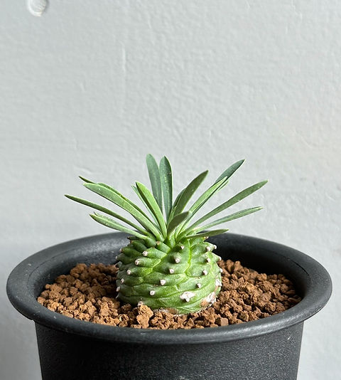 ユーフォルビア オベサ鉄甲 #03 | BIZARRE GREEN