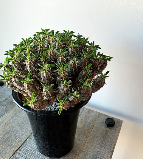 ユーフォルビア ギラウミニアナ #02 | BIZARRE GREEN