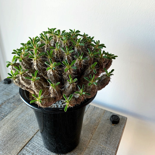ユーフォルビア ギラウミニアナ eg43 Euphorbia guillauminiana ユーフォルビア・ギラウミニアナ 多肉