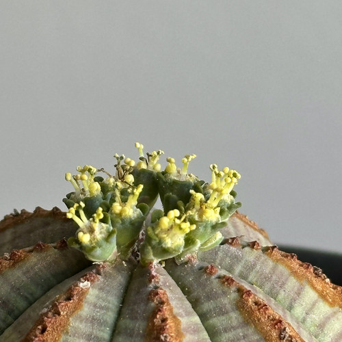 69【美模様】ユーフォルビア オベサ Euphorbia obesa ベアルート 69【美模様】ユーフォルビア オベサ Euphorbia obesa ベアルート