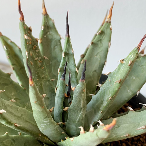 アガベ　ユタエンシス　ドワーフ アガベ ユタエンシス 