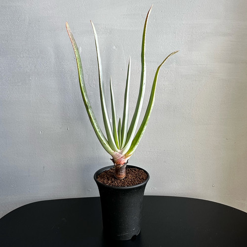 アロエ　クマラ　プリカティリス アロエ プリカティリス Aloe plicatilis ｜ mokubaraya もくばらや