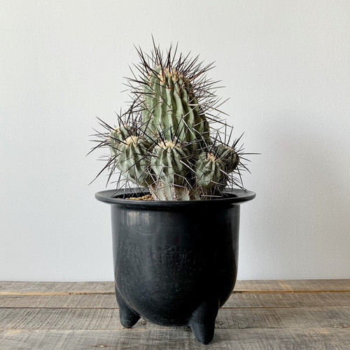 コピアポア デアルバータ（黒士冠）＃C1 | BIZARRE GREEN