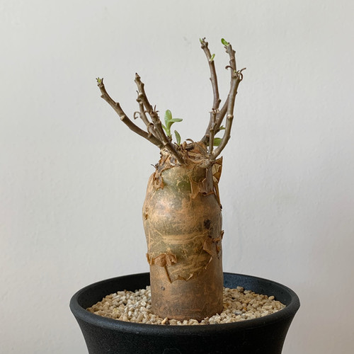 レア稀少 オトンナ レトロフラクタ 塊根植物 冬型 コーデックス オトンナ レトロフラクタ [レア・稀少]【塊根植物・冬型・コーデックス