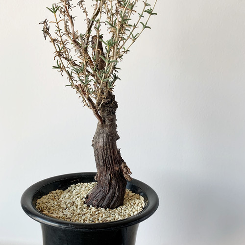 メストクレマ ツベローサム 特大 発根済み メストクレマ ツベローサム メストクレマ ツベローサム 特大 発根済み メストクレマ ツベローサム