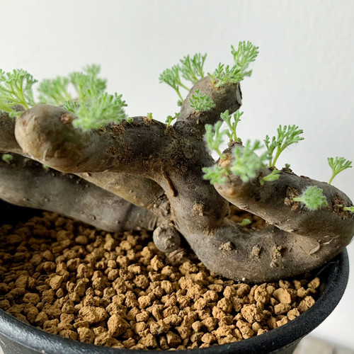 モモイロインコのお昼寝 モンソニア ムルチフィダ 大株 モモイロインコ