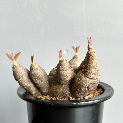 ユーフォルビア エクロニー(鬼笑い）#G2 | BIZARRE GREEN