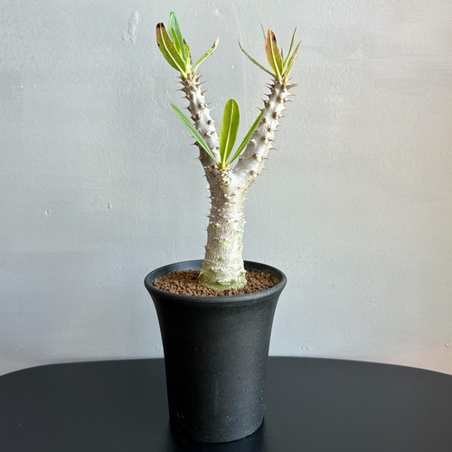 パキポディウム ドラケイ #02 | BIZARRE GREEN