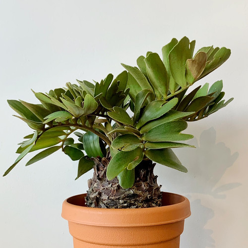 希少】ザミア・フルフラケア/メキシコソテツ8号Zamia furfuracea 2頭