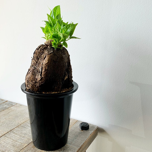 ミラビリス ジャラパ 実生 キングサイズ y-bonsai_s11421v