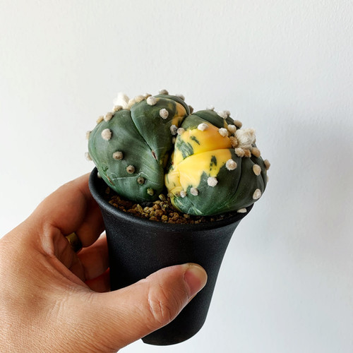 アストロフィツム 瑠璃兜錦（2頭タイプ） | BIZARRE GREEN