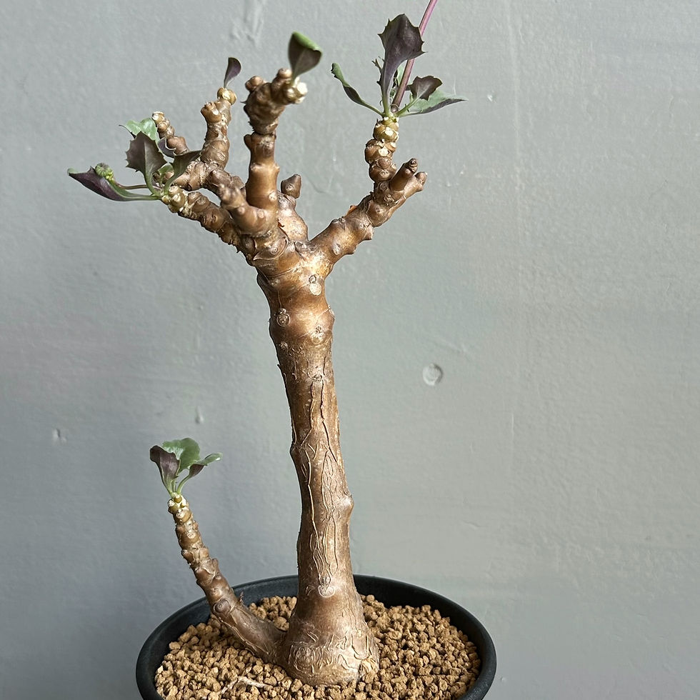 オトンナ ヘレ-×トリプリネルビア#m3