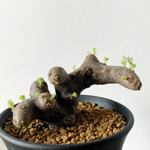 ユーフォルビア　イトレメンシス（良型.美株） 鉢付き euphorbia itremensis《M size》おススメ株‼︎ 人気で話題の