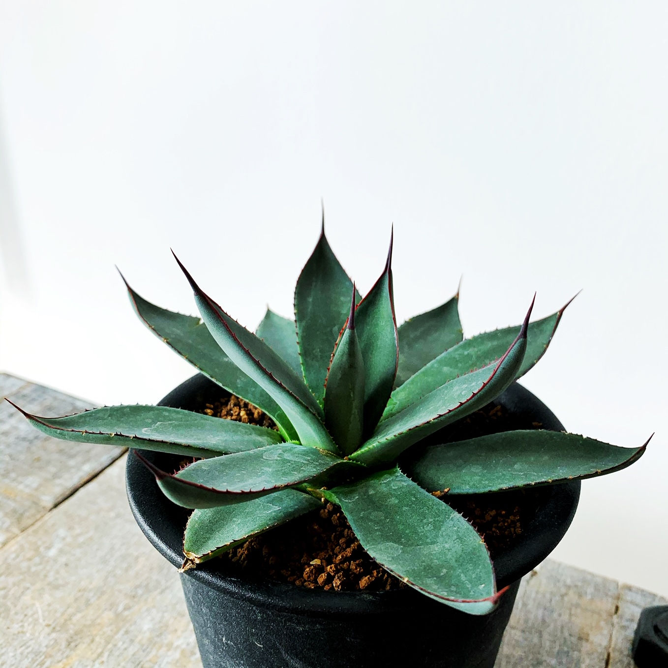 アガベ ブルーエンバー