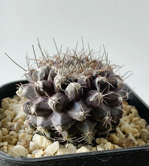 コピアポア テヌイシマ＃02 | BIZARRE GREEN