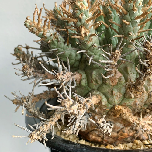 ユーフォルビア クラシぺス＃01 | BIZARRE GREEN