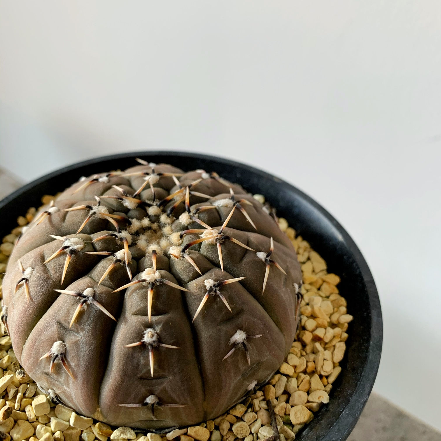 ギムノカリキウム 快竜丸 #01