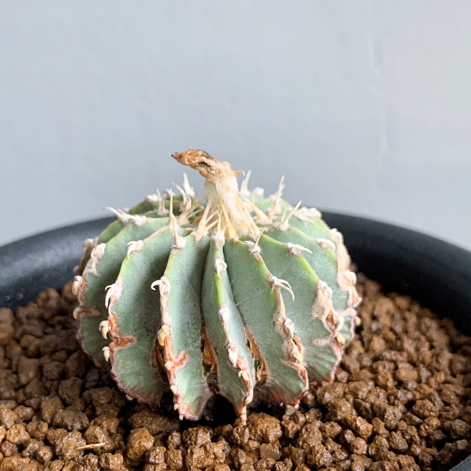 ゲオヒントニア メキシカーナ #09