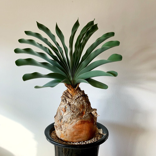 ブーファン ハエマンソイデス #04 | BIZARRE GREEN