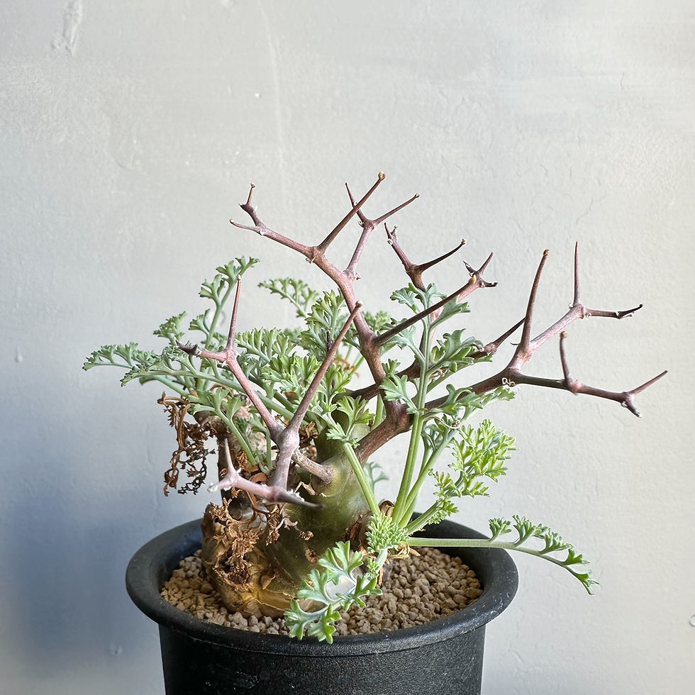 ペラルゴニウム コルツシフォリウム 【公式通販】