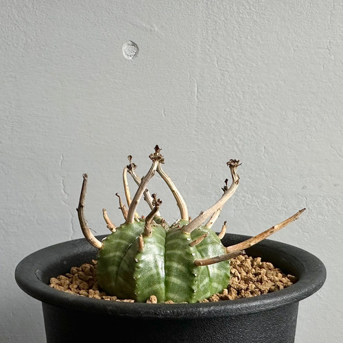 ユーフォルビア バリダ スーパーバリダ 突然変異 園芸ネット本店