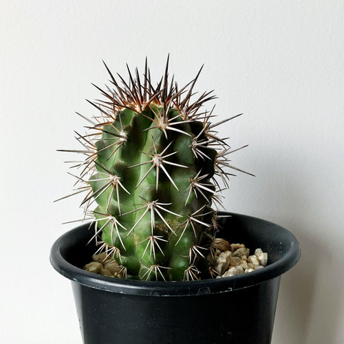 コピアポア フィードレリアナ | BIZARRE GREEN