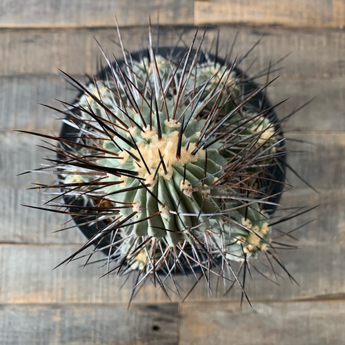 コピアポア デアルバータ（黒士冠）＃C1 | BIZARRE GREEN