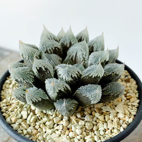 こ*じ様 多肉植物 ハオルチア 白帝城錦 糊斑 多肉植物 ハオルチア 白帝城錦糊斑