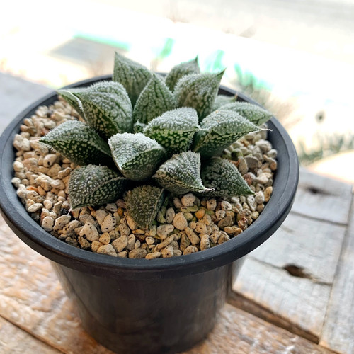 ハオルチア プラチナ #01 | BIZARRE GREEN