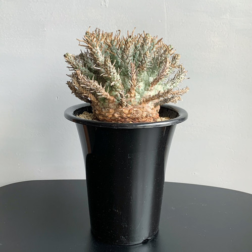 ユーフォルビア クラシぺス＃01 | BIZARRE GREEN