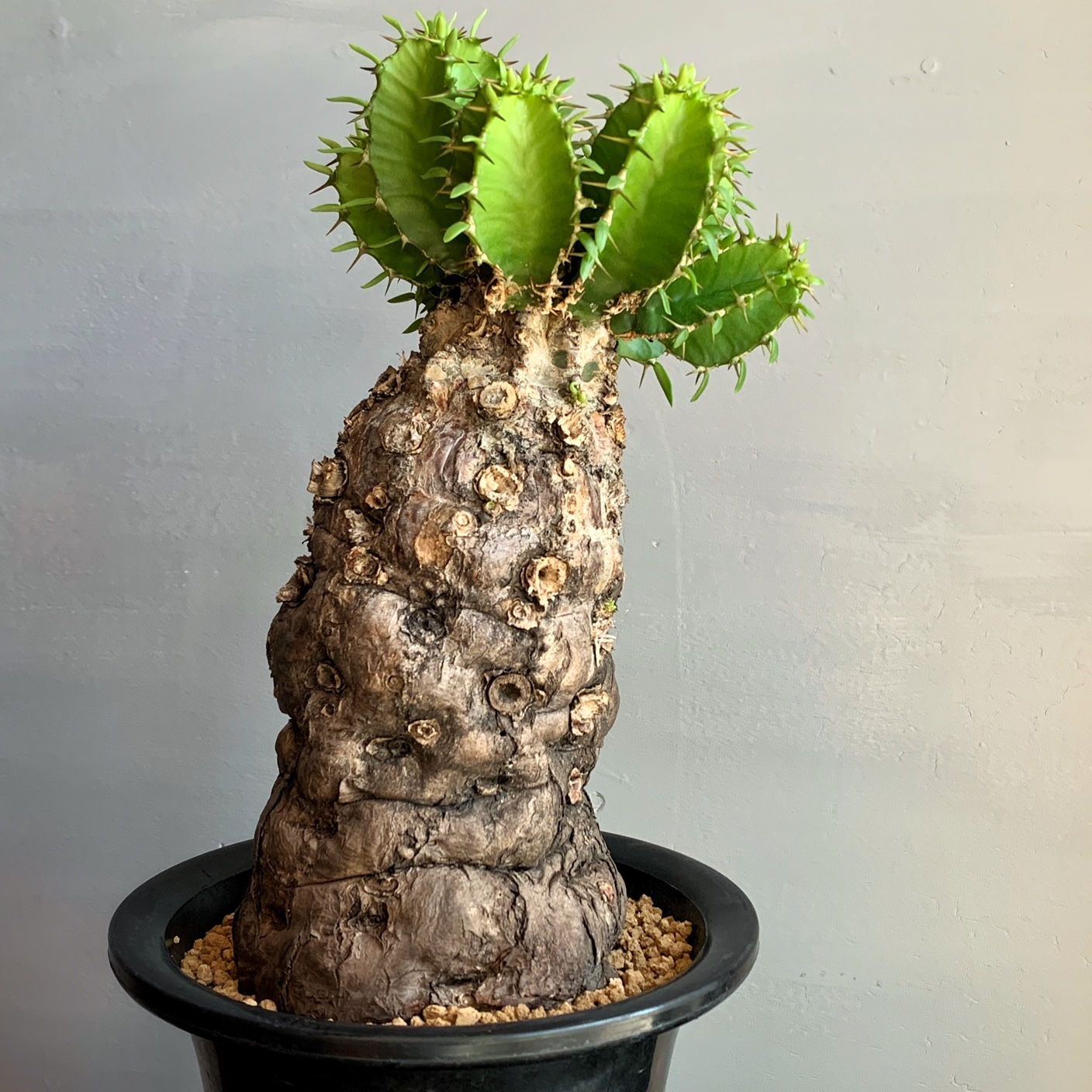 ユーフォルビア ムランジーナ #G2